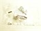 Щетка генератора H.SANTA FE(CLASSIC) с 00г.,SANTA FE NEW с 06г.,TUCSON,K.SPORTAGE NEW с 04-08г. V2.7,SOUL V2.0 (300821)  VALEO  (6,3*14*4мм.) - фото 31372
