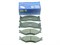 Колодки тормозные FR K.SPORTAGE с 93-04г. (SP1070/FPK07/0K011-3323Z)  SANGSIN  Корея, 171.5*65.4мм/165.1/49.3мм. - фото 32010